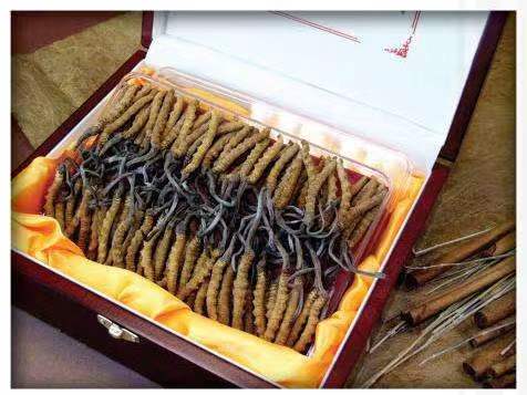 沿河冬虫夏草回收